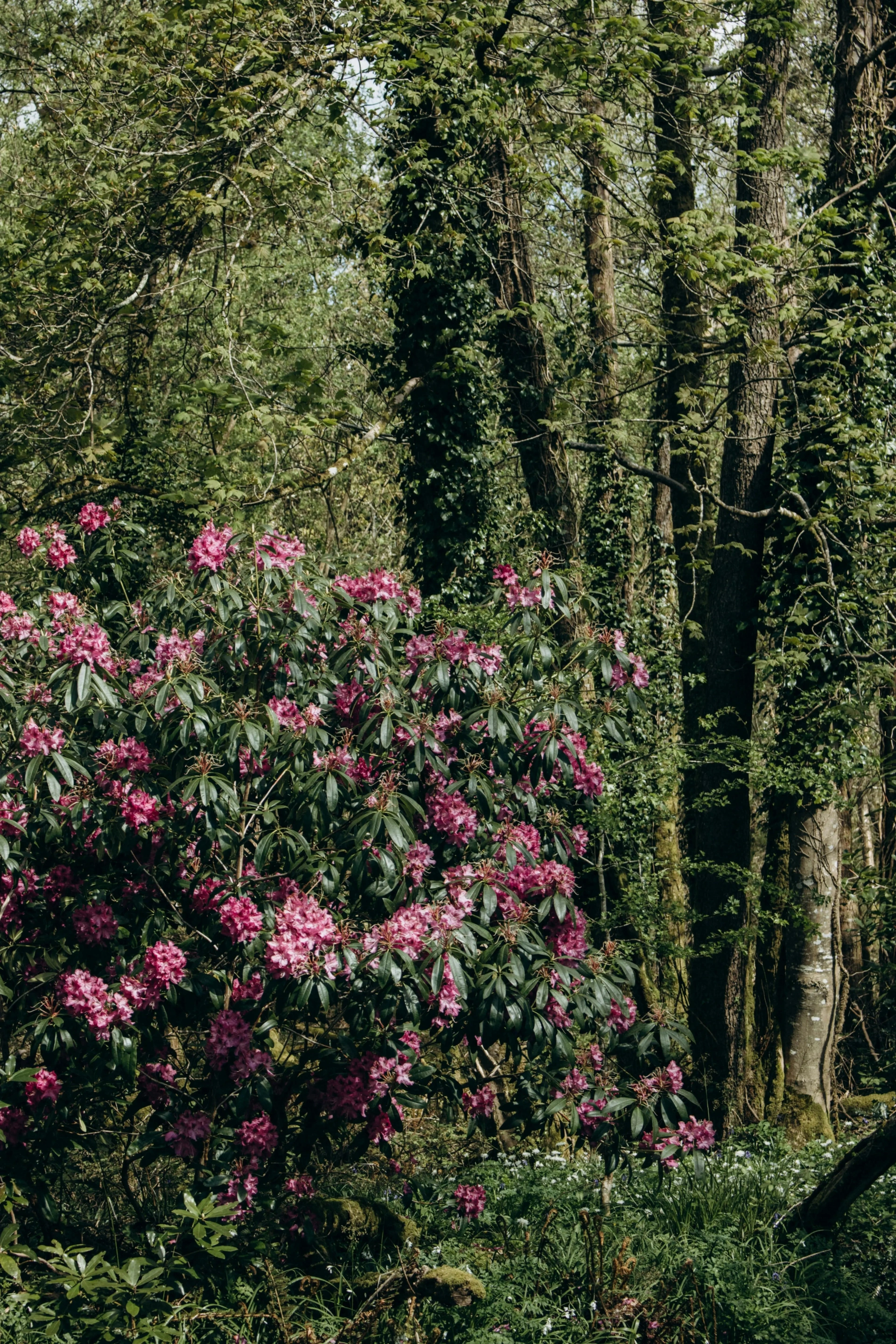 Rhododendron Forest Trek